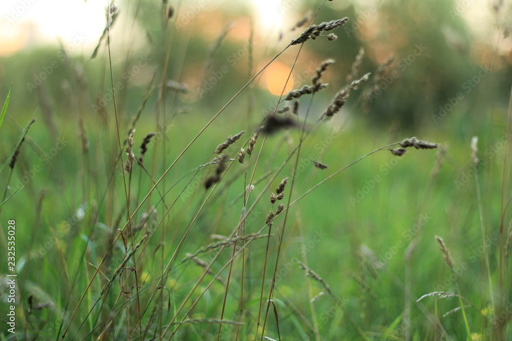 grass and sun grass and sun