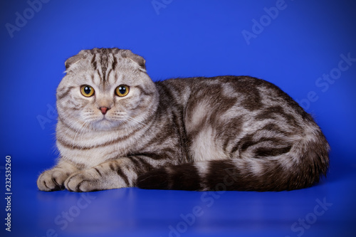 Wallpaper Mural Scottish fold shorthair cat on colored backgrounds Torontodigital.ca
