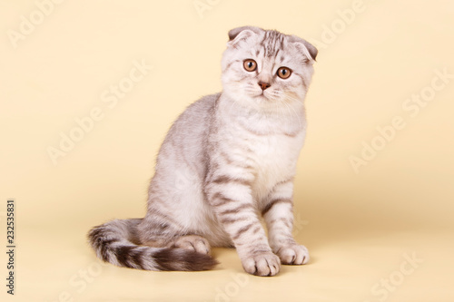 Scottish fold shorthair cat on colored backgrounds