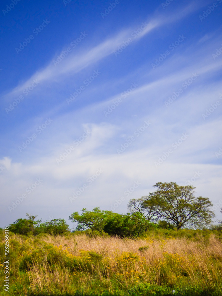 A view of the pampa biome in Uruguaiana, Brazil