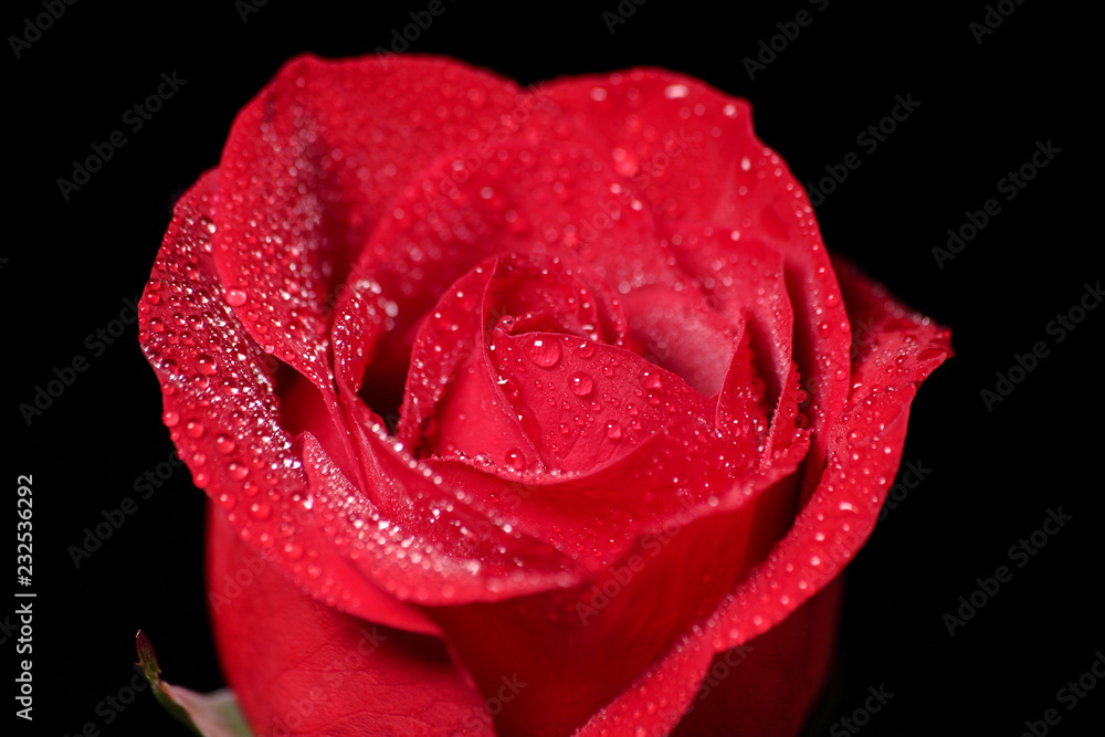 A closeup of a single red rose with water drops on it A closeup of a single red rose with water drops on it