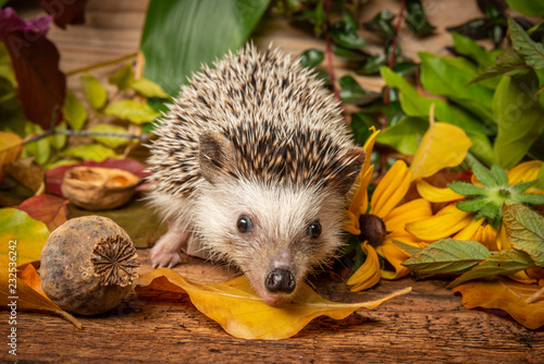 Four-toed Hedgehog  African pygmy hedgehog  - Atelerix albiventris funny autumnal picture