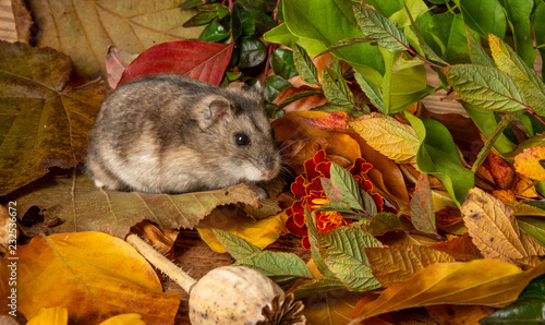 little pet hamster - Phodopus sungorus - close up photo