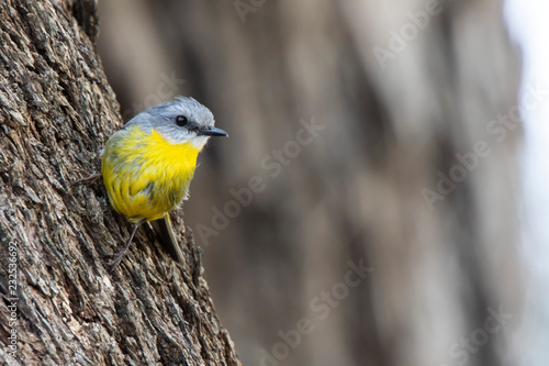 Eastern Yellow Robin (Eopsaltria australis) race 