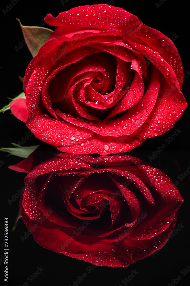 Red Roses In Water Single Red Rose With Water Drops