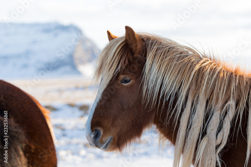 Horses in the mountains in Iceland photo