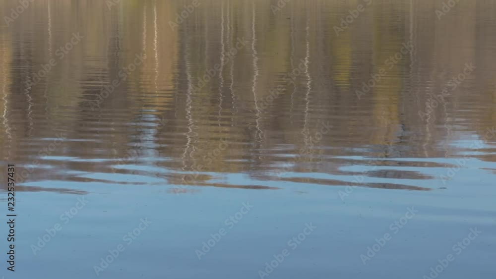 Water Of A Pond In Which Autumn Trees Are Reflected Water Of A Pond In Which Autumn Trees Are Reflected