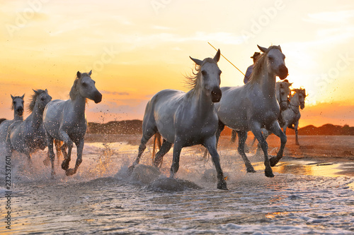 Running horses in water  © jelenayukka