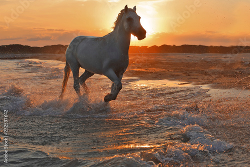 Fototapeta Naklejka Na Ścianę i Meble -  Running horses in water 