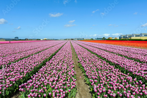 Flower field in the Netherlands © Alexey Sizov