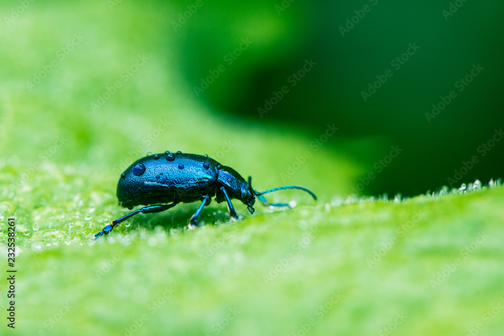 Naklejka premium Käfer