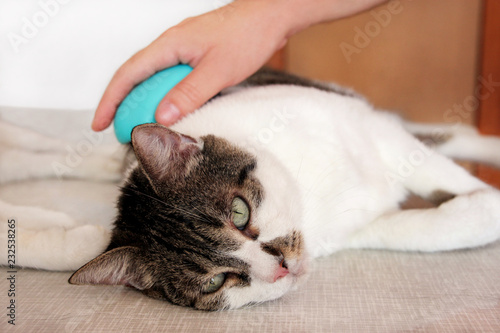Caring for cat fur. Hand combing by comb cat. Man brushing hair and brush fur comb of cat on table. Cat enjoy with her owner. He is petting, brushing, grooming, hygiene with brush removes excess fur.