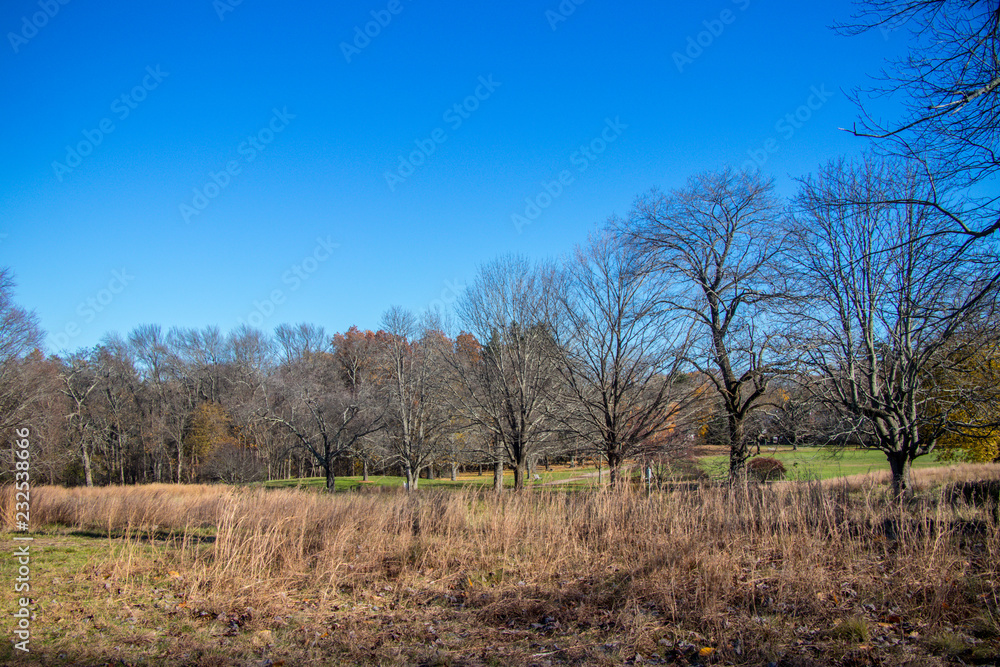 park in winter with bare trees park in winter with bare trees