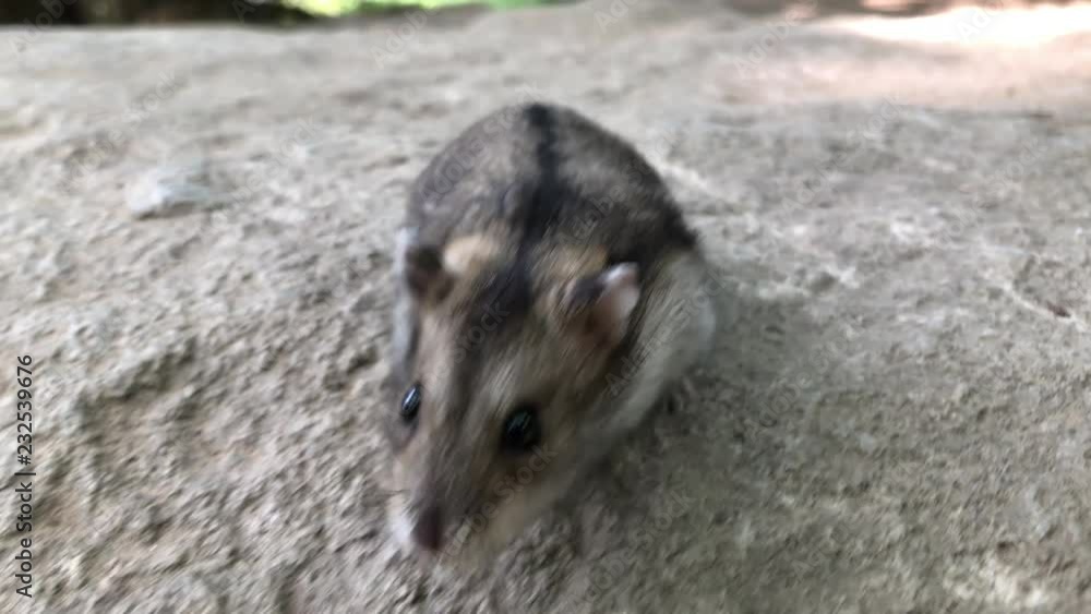 My Little Hamster Out In The Wild Video. Part 10 Of 10 Short Clips