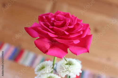 Rosa Rose