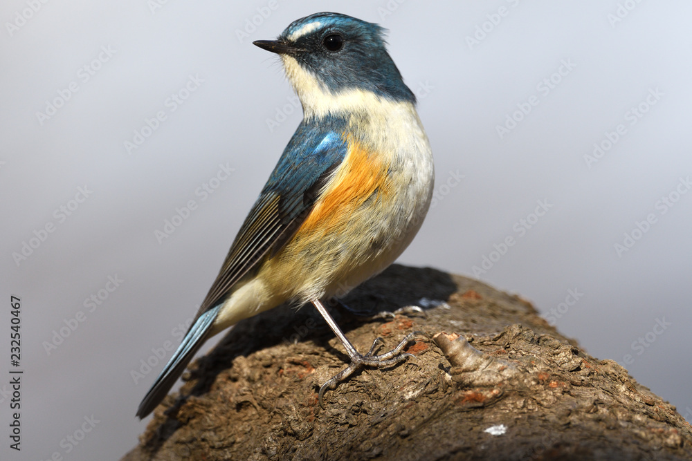 Fototapeta premium 野鳥 ルリビタキ オス