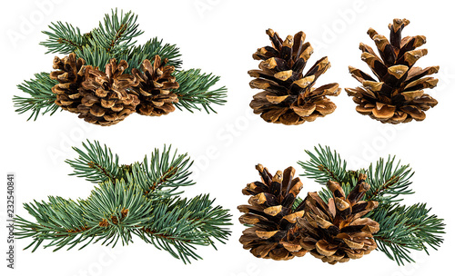 Obraz na płótnie Green fir branch with cone on white background with clipping pass