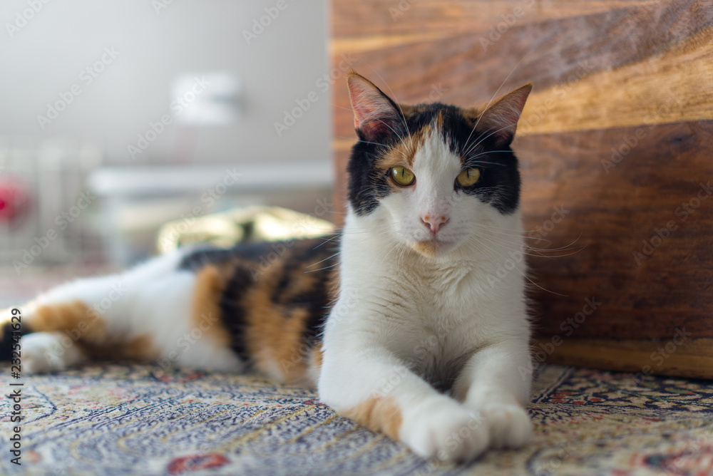 Calico Cat Relaxing on Persian Rug