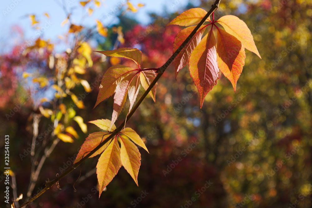 Virginia creeper branch with leaves Virginia creeper branch with leaves