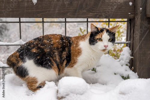 Manx Calico Cat Outside Enjoying Winter Snow photo
