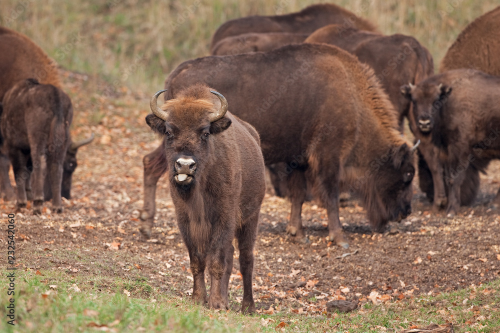 European bison, bison bonasus, Ralsko
