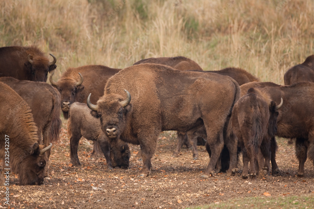 European bison, bison bonasus, Ralsko
European bison, bison bonasus, Ralsko