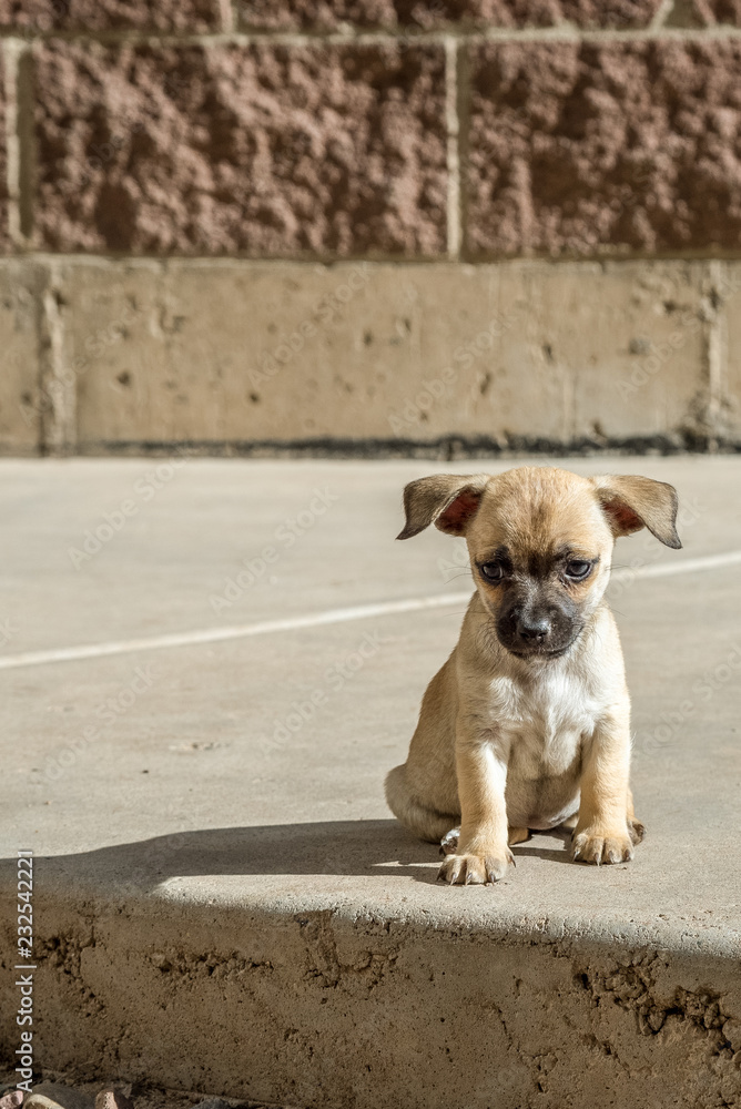 Tiny Tan Chihuahua Mix Puppy with Black Face Waits for his Forever Family  Photos | Adobe Stock