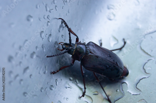 Beetle in a stainless steel sink