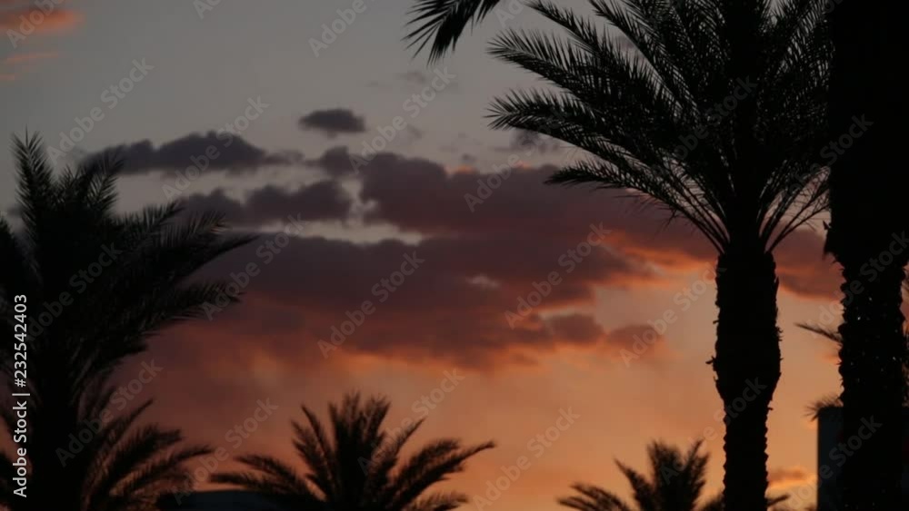 palm tree silhouette against sunset palm tree silhouette against sunset