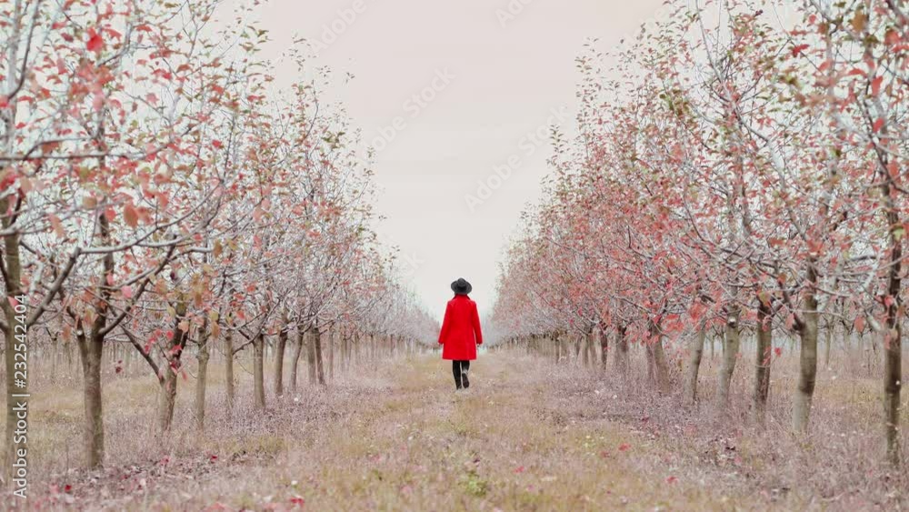 Woman in red coat walking alone between trees in apple garden at autumn season. Girl goes ahead away from camera. Minimalism, travel, nature concept Woman in red coat walking alone between trees in apple garden at autumn season. Girl goes ahead away from camera. Minimalism, travel, nature concept