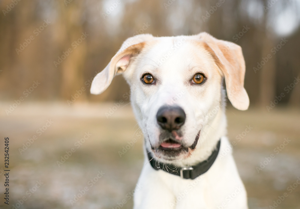 A Labrador Retriever mixed breed dog outdoors wearing a black collar