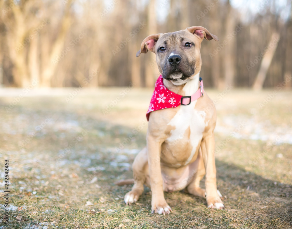 A mixed breed puppy wearing a red bandana