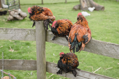 Fluffy Bantam chickens at the family petting zoo