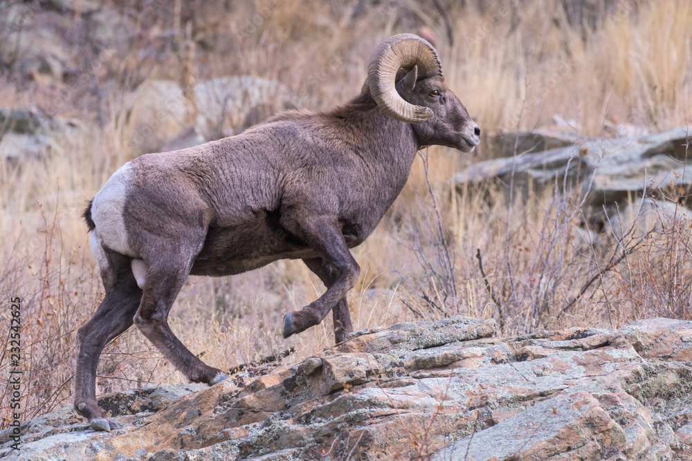 Naklejka premium Colorado Rocky Mountain Bighorn Sheep