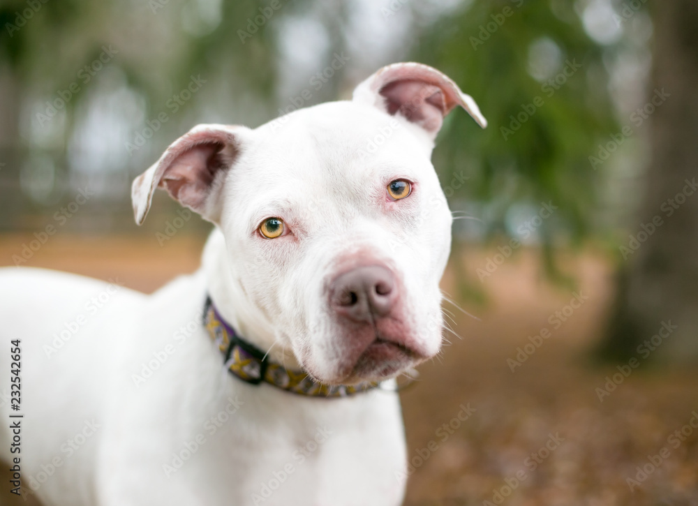 White hot sale head pitbull
