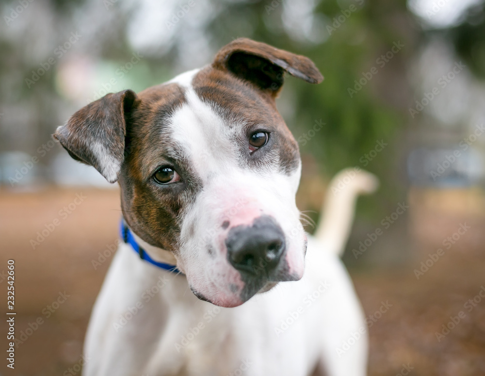 A brindle and white Pit Bull Terrier mixed breed dog listening with a head tilt