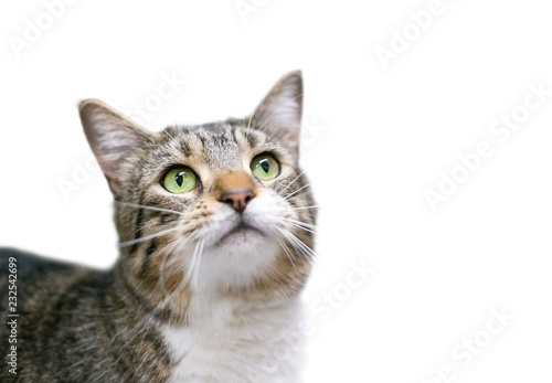 A domestic shorthair cat with tabby markings and green eyes