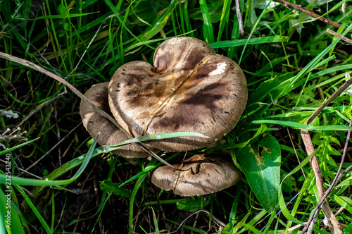 Fotografia ravvicinati a funghi in natura