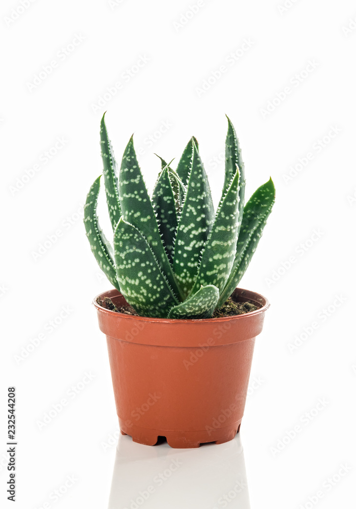 Little dotted succulent plant on white background Little dotted succulent plant on white background