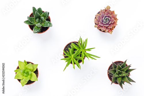 Mini succulent plants isolated on white background