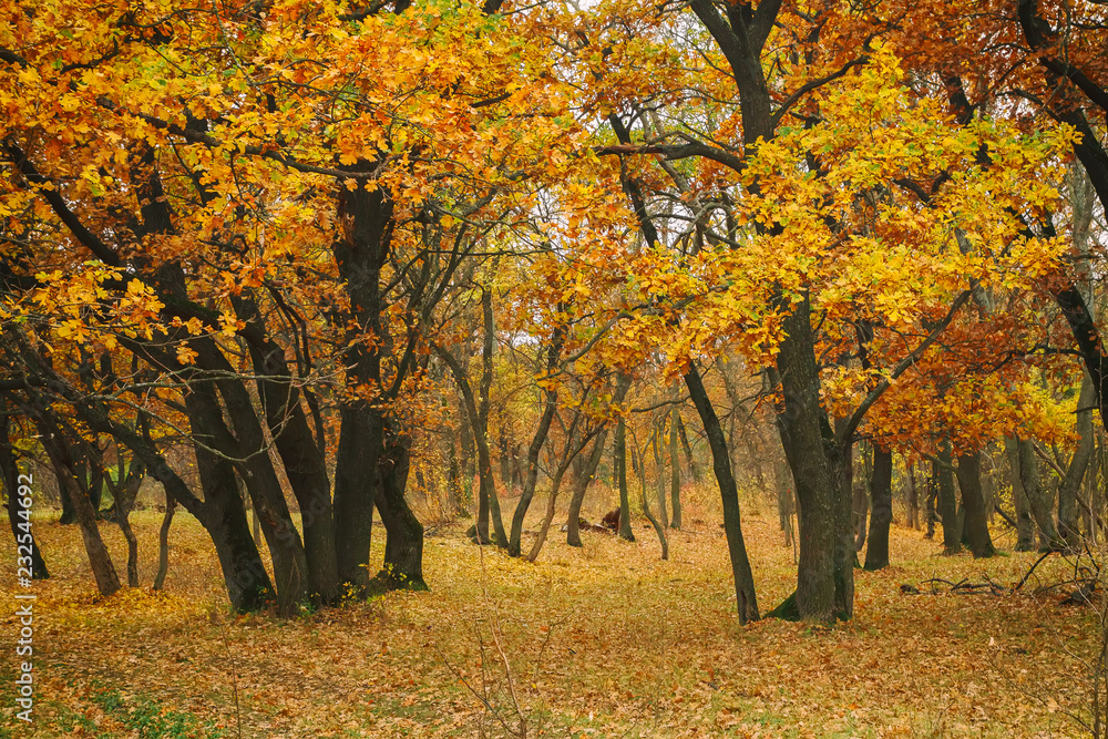 Fototapeta premium autumn in the park