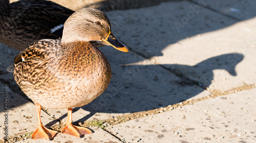 Fényképezés Female Mallard Duck and Her Shadow