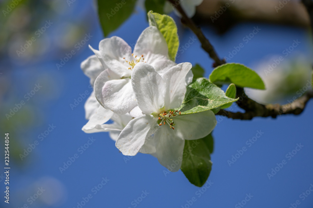 Fototapeta premium apfelblüte