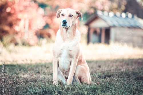 Mixed breed labrador rescue dog in autumn garden