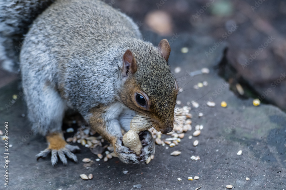 Eastern Grey Squirrel Eastern Grey Squirrel