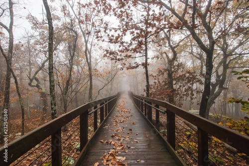 Foggy Autumn walkway