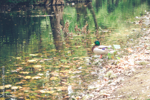 Duck standing near the lake in Pezinok. Near Bratislava. Slovakia