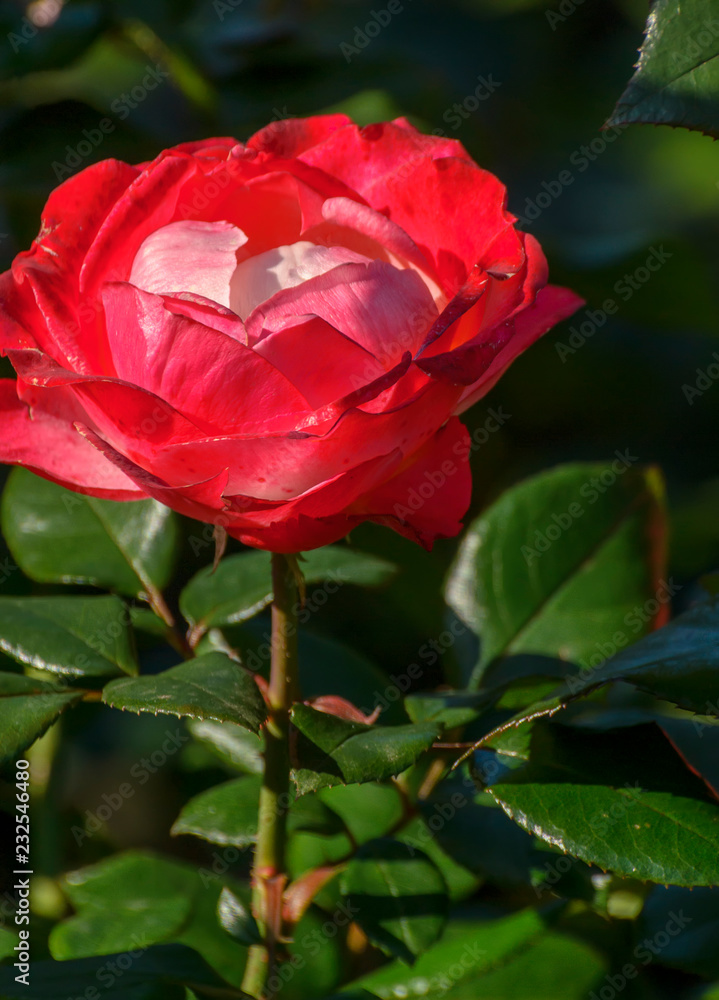 Fototapeta premium Beautiful roses in a flower bed in the Mikhailovsky garden.