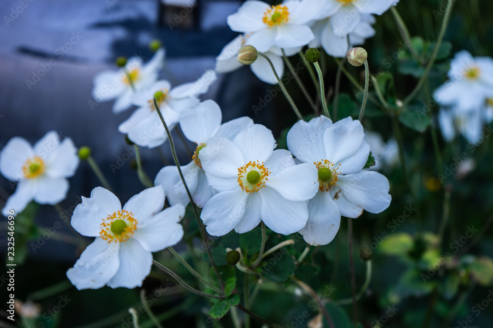 Obraz premium White Anemone or thimbleweed windflower in bloom outdoor