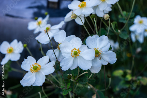 White Anemone or thimbleweed windflower in bloom outdoor